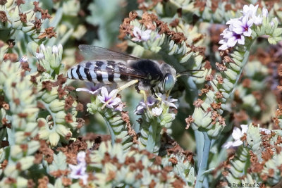 Sand Wasp on heliotrope