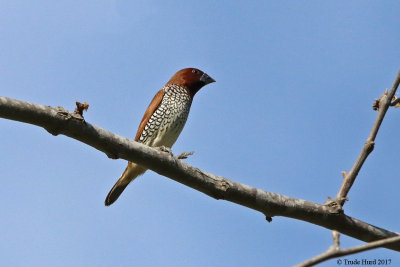 Scaly-breasted Munia, non-native