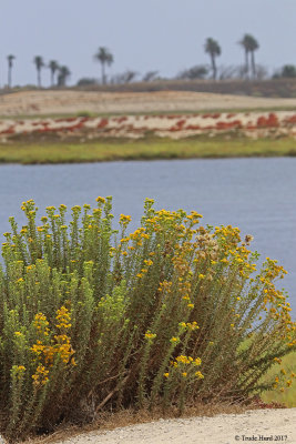 Typical summer view of Bolsa Chica 