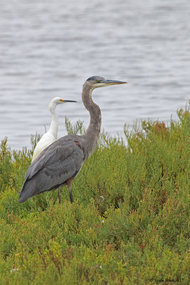 Compare Great Blue Heron and Snowy Egret