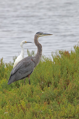 Compare Great Blue Heron and Snowy Egret