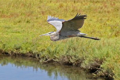 Great Blue Heron in flight