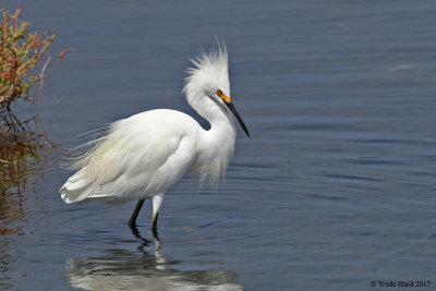 Snowy Egret display