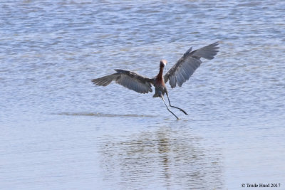 Reddish Egret display (notice wing molt)