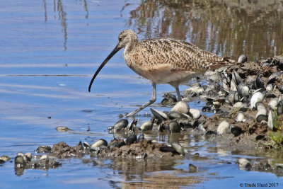 Long-billed Curlew 