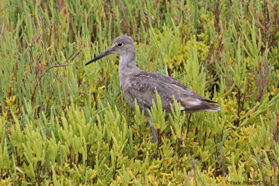 Willet