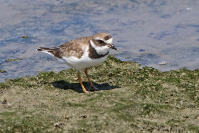 Semipalmated Plover 