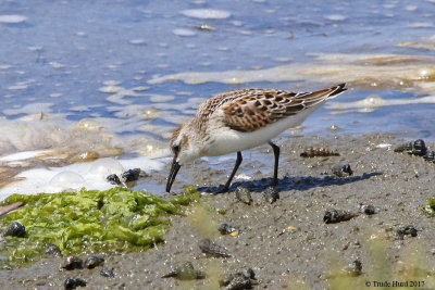 Western Sandpiper hungry from migrating and molting