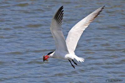 Caspian Tern caught flatfish 