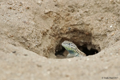 Side-blotched Lizard 