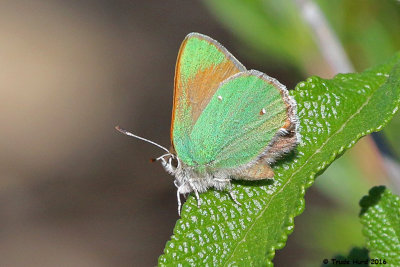 Bramble's Hairstreak