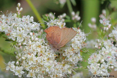 Brown Elfin 