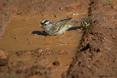 White-crowned Sparrow bathes in tire rut water