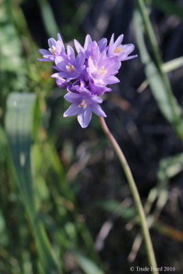 Wild Hyacinth