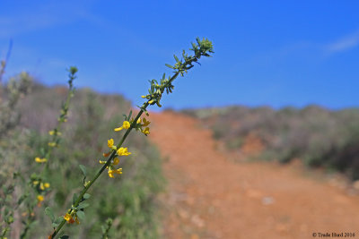 Deerweed in flower