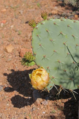 Prickly Pear Cactus in flower