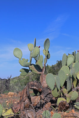 Prickly Pear Cactus regrowing from fire 