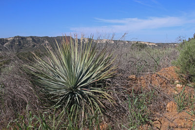 Yucca