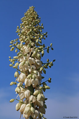 Yucca flowers pollinated by yucca moth