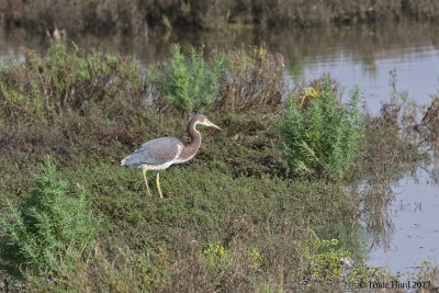 Tricolored Heron, a life bird for me