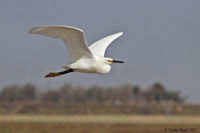 Snowy Egret