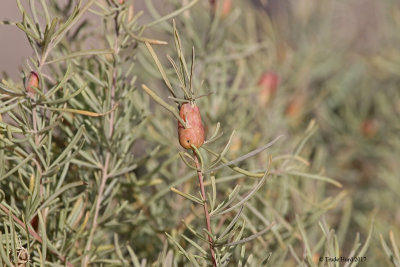 Insect gall (notice exit hole)