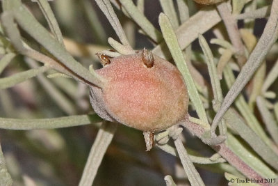 Wow, gall insects emerging!