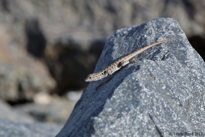 Side-blotched lizard, jumped from rock to rock, a leap many times its body length
