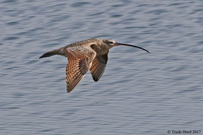Long-billed Curlew, look at that bill!