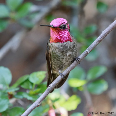 Anna's Hummingbird gooseberry IMG_8763 rr900.jpg