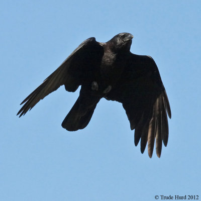 American Crow fly IMG_3517 r900.jpg