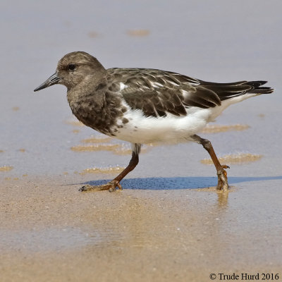 Black Turnstone IMG_5268 r900.jpg