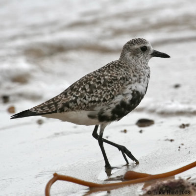 Black-bellied Plover IMG_0640 r900.jpg