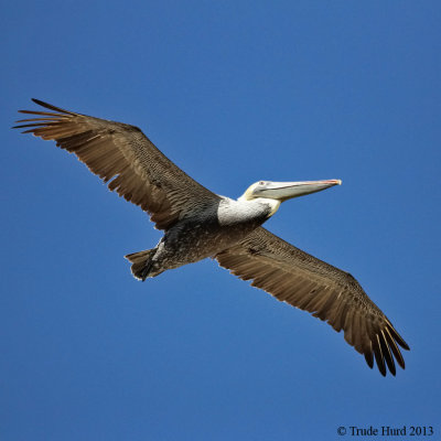 Brown Pelican IMG_3360 r900.jpg