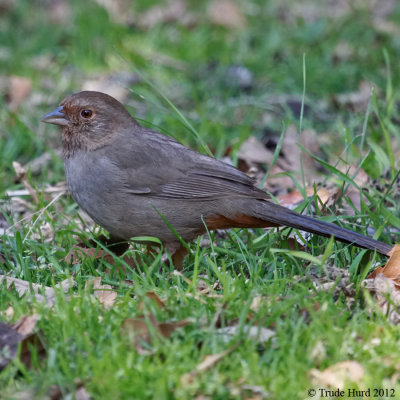 California Towhee IMG_9726 r900.jpg