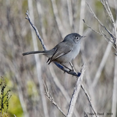 California Gnatcatcher IMG_9601 rr900.jpg