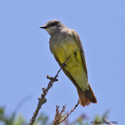 Cassin's Kingbird IMG_9759 r900c.jpg