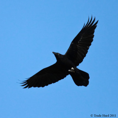 Common Raven fly IMG_2869 r900.jpg