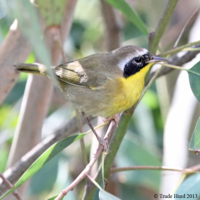 Common Yellowthroat IMG_7817 r900.jpg