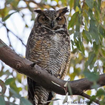 Great Horned Owl IMG_5927 r900.jpg