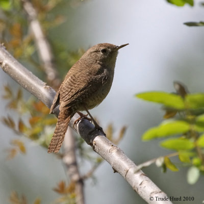 House Wren IMG_9052 rr900.jpg