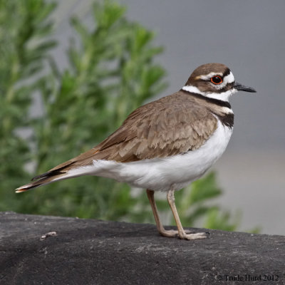 Killdeer IMG_0379 r900.jpg