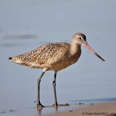 Marbled Godwit IMG_3383 r900.jpg