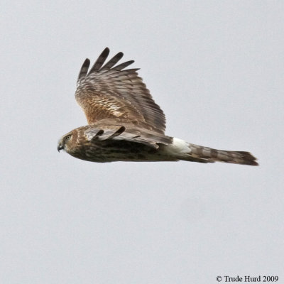 Northern Harrier IMG_4490 r900.jpg