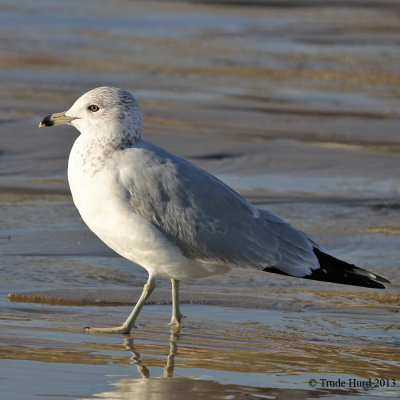 Ring-billed Gull IMG_0577 r900.jpg