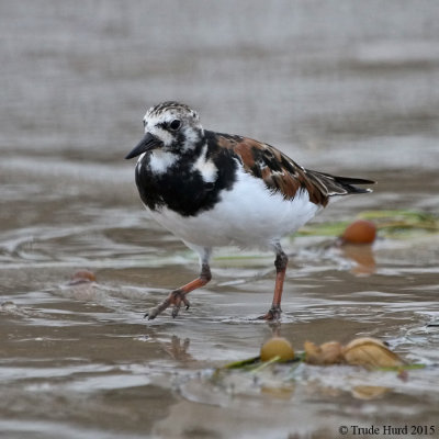Ruddy Turnstone IMG_8524 r900.jpg