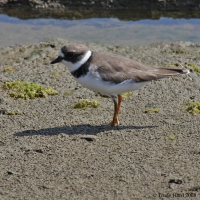 Semipalmated Plover IMG_4974 r900.jpg