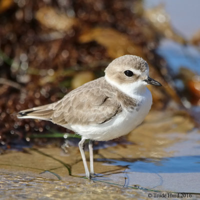 Snowy Plover IMG_7713 r900.jpg