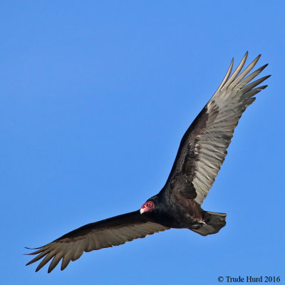 Turkey Vulture IMG_6597 r900.jpg