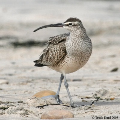 Whimbrel IMG_0416 r900.jpg